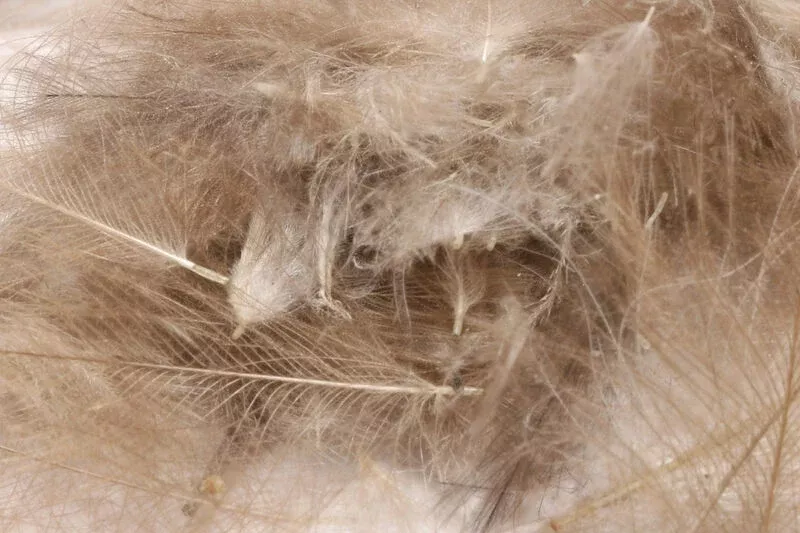 Hareline Cul De Canard Feathers